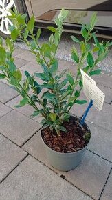 Eukalyptus, Sarcococca
