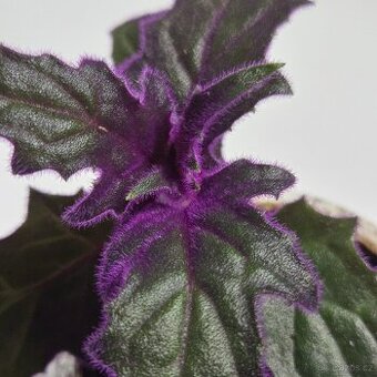 Gynura aurantiaca sadička - 1