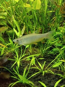Koupím Copeina guttata