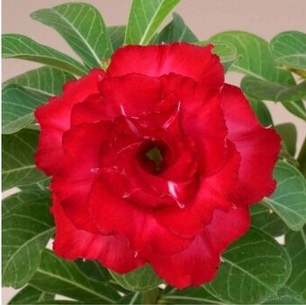 adenium obesum - rizky