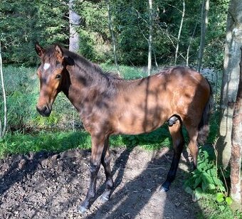 Nabízím hřebečka Lusitano - 1
