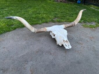 Unikátní lebka JAKA – rozpětí rohů 138 cm – masivní dekorace - 1