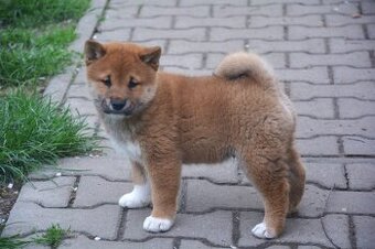 Shiba inu s průkazem původu