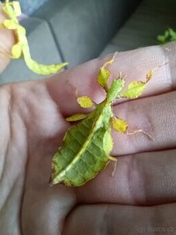 Lupenitky Tataba - 1