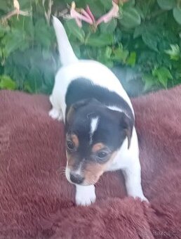 Prodám štěňátka jack russel teriera