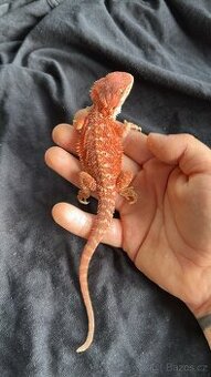 REZERVACE Agama vousata samec RED - 1