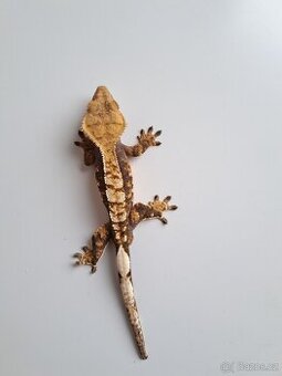 pagekon řasnatý samec