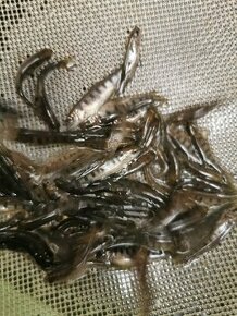 Násadové ryby pstruh jeseter a úhoř