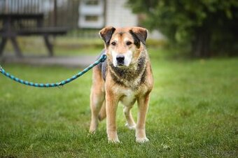 Rex - x Německý ovčák, hodný klidný pes, 10 let