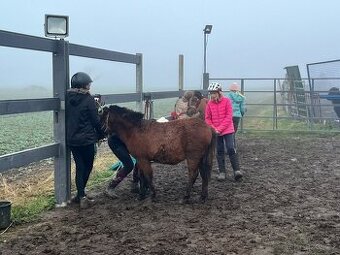 Pony hřebeček zvyklý na děti