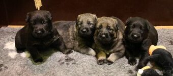 Německý ovčák štěňata s PP ❤️