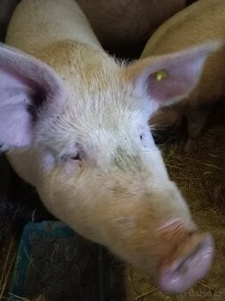 Prase na domácí zabíjačku