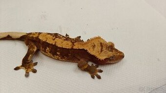 Pagekon řasnatý, correlophus cilliatus, ciliát