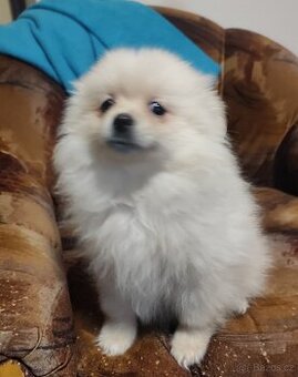Štěňátko špic pomeranian