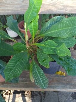 Pryšec sukulent 35 Kč kus. Krásné rostliny v Plzni