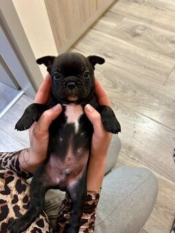 ✨ Francouzský buldoček – poslední volný chlapeček ✨