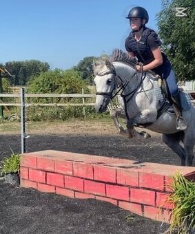 Hledám pronájem kone - 1