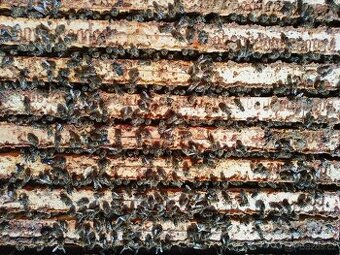 Vyzimovana včelstva, oddělky, včely