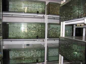 Prodej specializovaného chovu Mikrogeophagus ramirezi