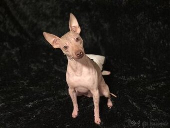 Americký bezsrstý teriér s PP /FCI/