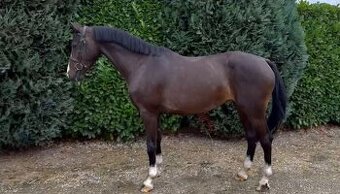 6 letá klisna Belgického teplokrevníka