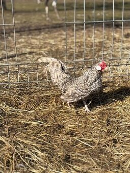 Bantamka kropenatá zdrobnělá