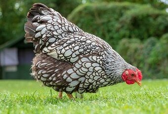 Slepičky Wyandotky zdrobnělé na  vajíčka i na okrasu