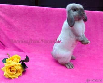 SIAMSKÝ CHLAPEČEK HLEDÁ NOVÝ DOMOV ❤️❤️❤️