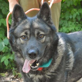 🐾 SIMBAD – energický hrdina s velkým srdcem