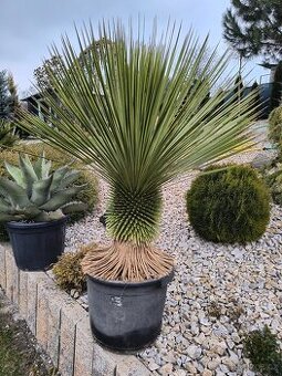 Yucca rostrata top kus