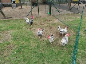 Vlaška - Exchequer - Násadová vejce a kuřátka