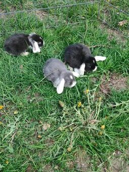 Zakrslý králíček beranek