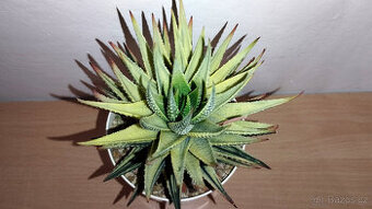 Haworthia Pumila variegated ( sukulent )