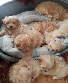 Maltipoo