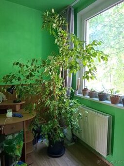 Prodám fikus benjamina