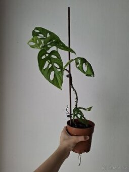 Monstera