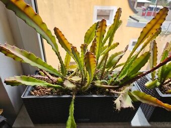 Epiphyllum ackermannii - 1