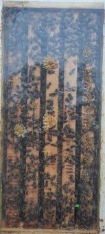 Včelí oddělky 39x24