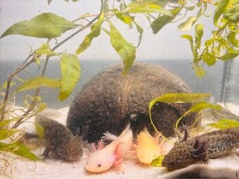 Axolotl