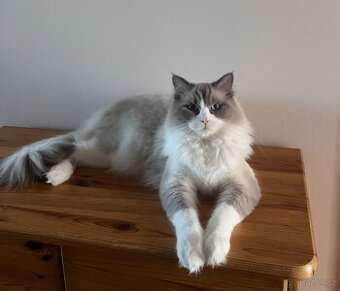 Krásný Ragdoll na krytí