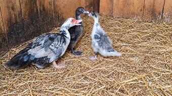 Kachna pižmova vč. 2  6-ti týdenních kachňat