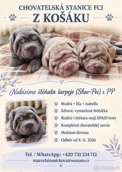 Šarpej, sharpei, shar pei s PP