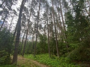 Lesní pozemek a ostatní plocha Lštění nad Zubřinou - 1