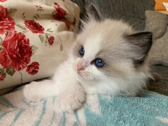 ❤️❤️Nádherná kočička Ragdoll s PP