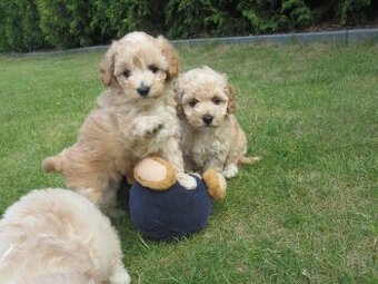 Maltipoo štěňátka
