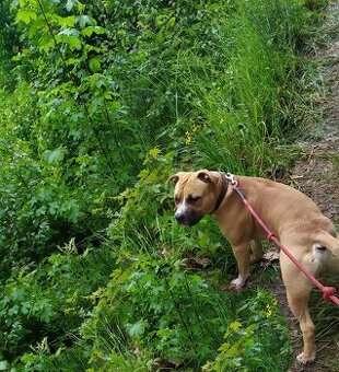 Pitbull s PP zdarma pitbullteriér apbt bully