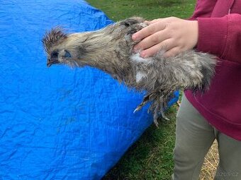 Hedvábnička velká kohout