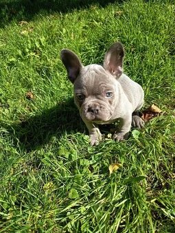 Francouzský buldoček