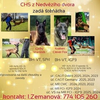 Nabízím štěňátka belgického ovčáka mslinois s PP