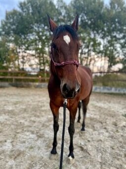 Klisna / Klusák / 7let / Prodej